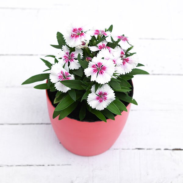 Dianthus (White Pink) - Plant